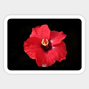 Red Hibiscus on Black Sticker